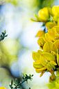 Gelbe Blumen in Nahaufnahme von Dieuwertje Van der Stoep Miniaturansicht