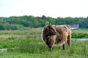 Highlander-Birnenraum Texel von Texel360Fotografie Richard Heerschap