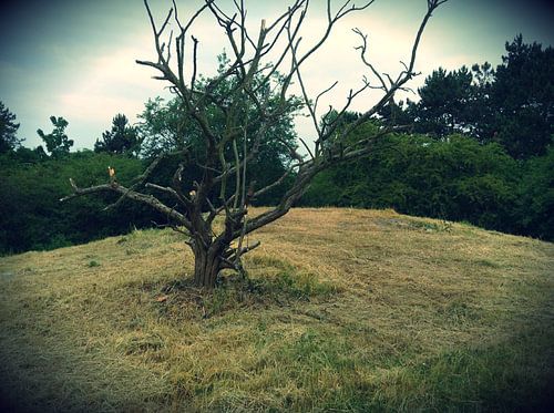 Dode boom van L.J. Lammers