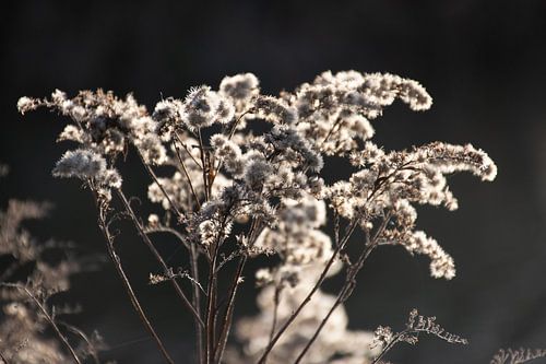 Fluffyflowers