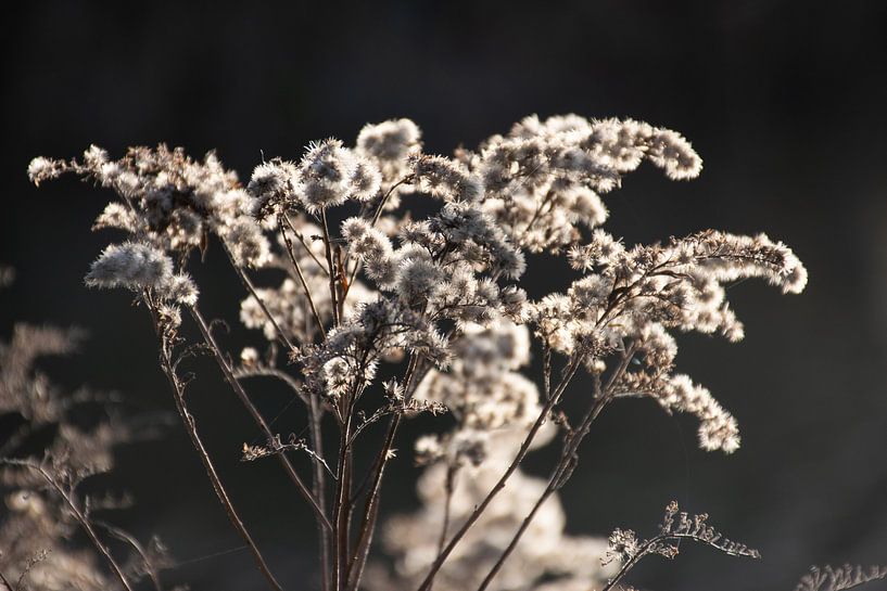 Fluffyflowers van Ingrid de Vos - Boom