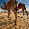 Sahara woestijn. Bedoeien met kamelen van Frans Lemmens