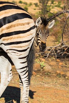 Zebra jong zoekt bescherming bij de moeder van Peter Leenen