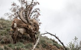 Alps Capricorn by Dominik Imhof
