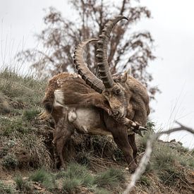 Alpen Steinbock von Dominik Imhof