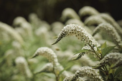 Les nez de la même façon