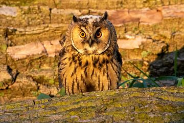 Ransuil in licht ondergaande zon van Michelle Peeters