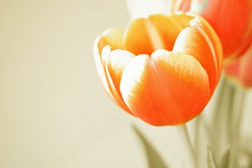 Blooming tulips van Manon Sloetjes