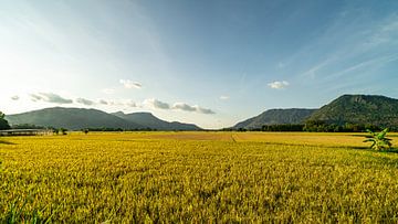 Golden rice fields with mountains by jorryt Meijer