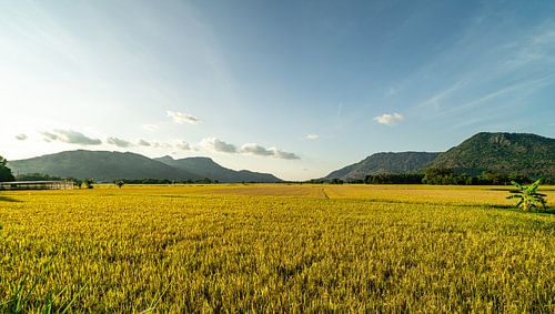 Golden rice fields with mountains