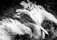 Badderende pelikaan van John van Weenen thumbnail