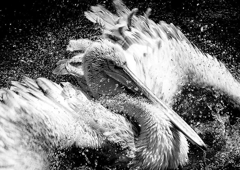 Badderende pelikaan van John van Weenen