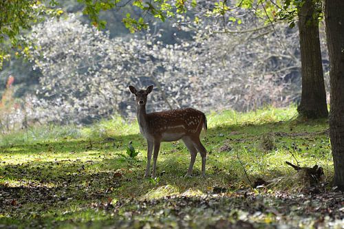 Hert op bospad 2