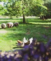 moutons et poulets