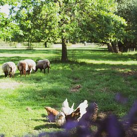Schafe und Hühner von Emma Herman
