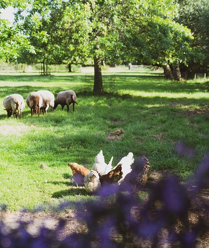 schapen en kippen