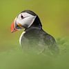 Papegaaiduiker / Puffin  van Elles Rijsdijk