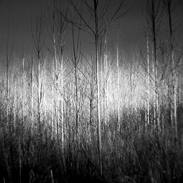 Das Geheimnis des Waldes im Winter von Rene  den Engelsman