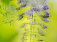 blauwe regen
