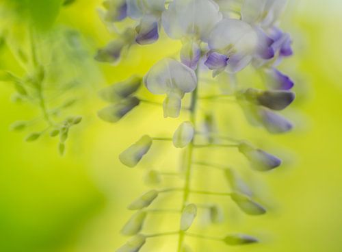blauwe regen