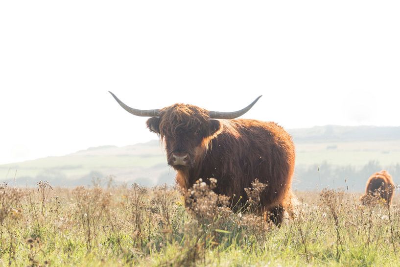 Highlander écossais en automne par Ans Bastiaanssen