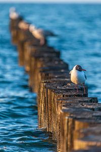 Buhnen und Lachmöwe am Strand von Zingst