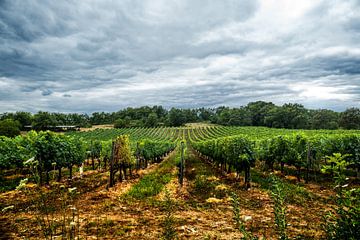 Vineyard France by Ivo de Rooij