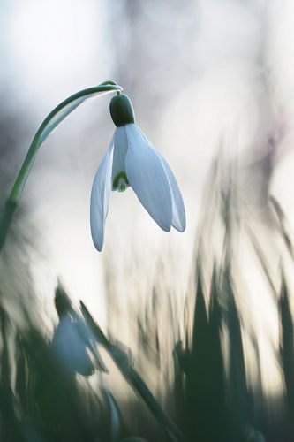 Sneeuwklok in het gras