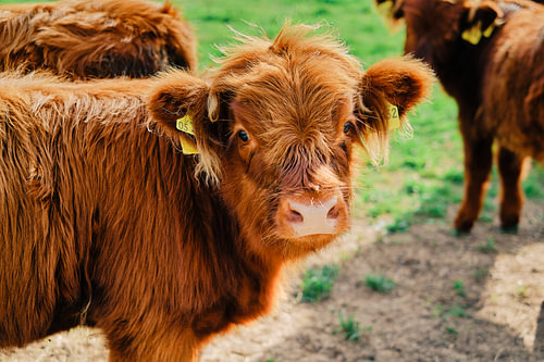 Highland cattle in Bünde (NRW)