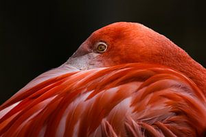 Flamant rose