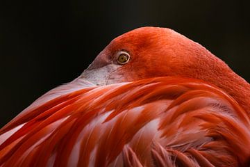 Flamingo van Bart van Dinten