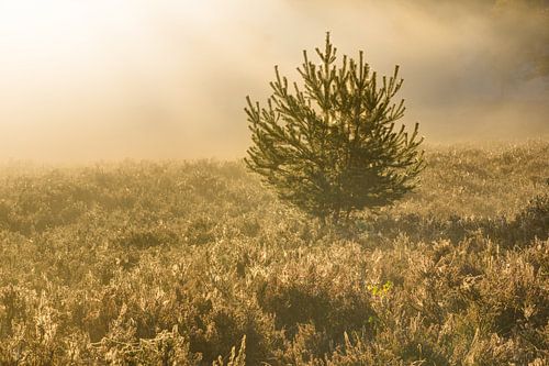 eenzame spar op de mistige heide