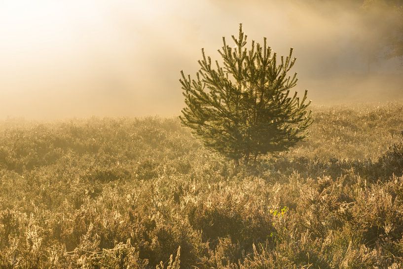 eenzame spar op de mistige heide von Francois Debets