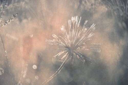 Rozendaal field part 2