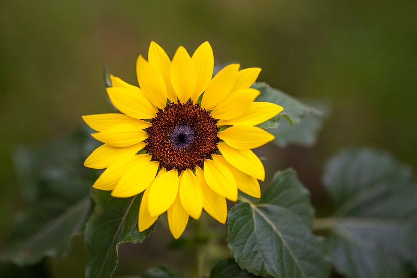 Gele zonnebloem op zachtgroene achtergrond van Leon Brouwer