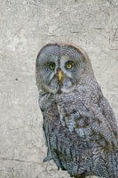 Great grey owl portrait