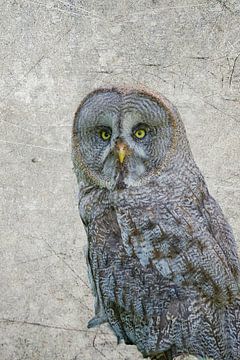 Grote grijze uil portret van Patricia Hofmeester