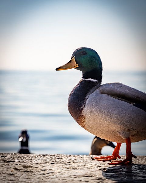 Bardolino by David Krause