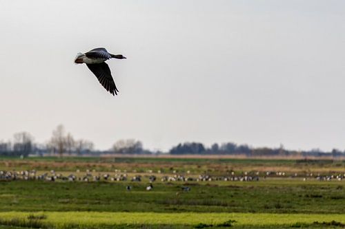 Canadese ganzen in de Donkse Laagten Alblasserwaard