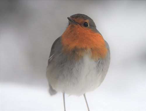 roodborstje in de sneeuw