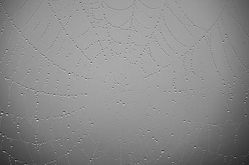 Toile d'araignée avec gouttes d'eau sur fond gris flou sur Robert Ruidl