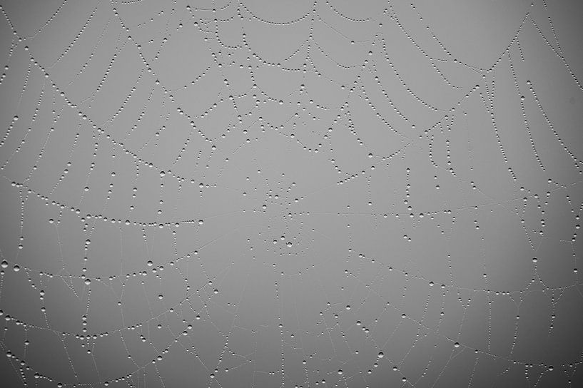 Spiderweb with drops of water before blurred grey background by Robert Ruidl