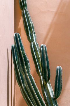 Groene cactus tegen roze muur | reisfotografie in Marokko van Studio Rood