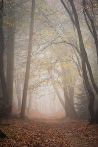 Waldfotografie "subtil" von Björn van den Berg