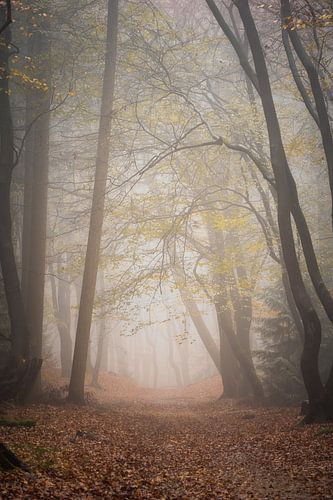 La photographie forestière "subtile"