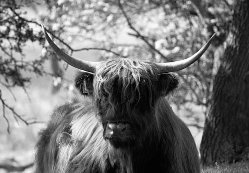 Scottish Highlander