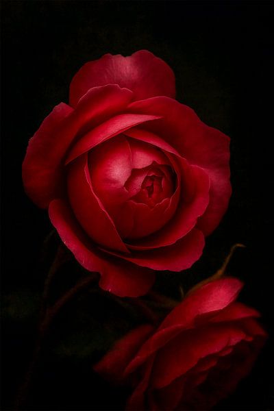 Begonia by Bert Quaedvlieg