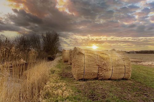 Zonsopkomst riet in het land
