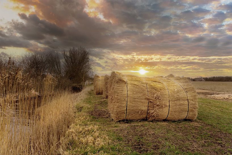 Le roseau du lever du soleil dans le pays par Marcel Kieffer