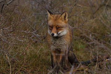 Fox AWD 2 by Wesley Klijnstra